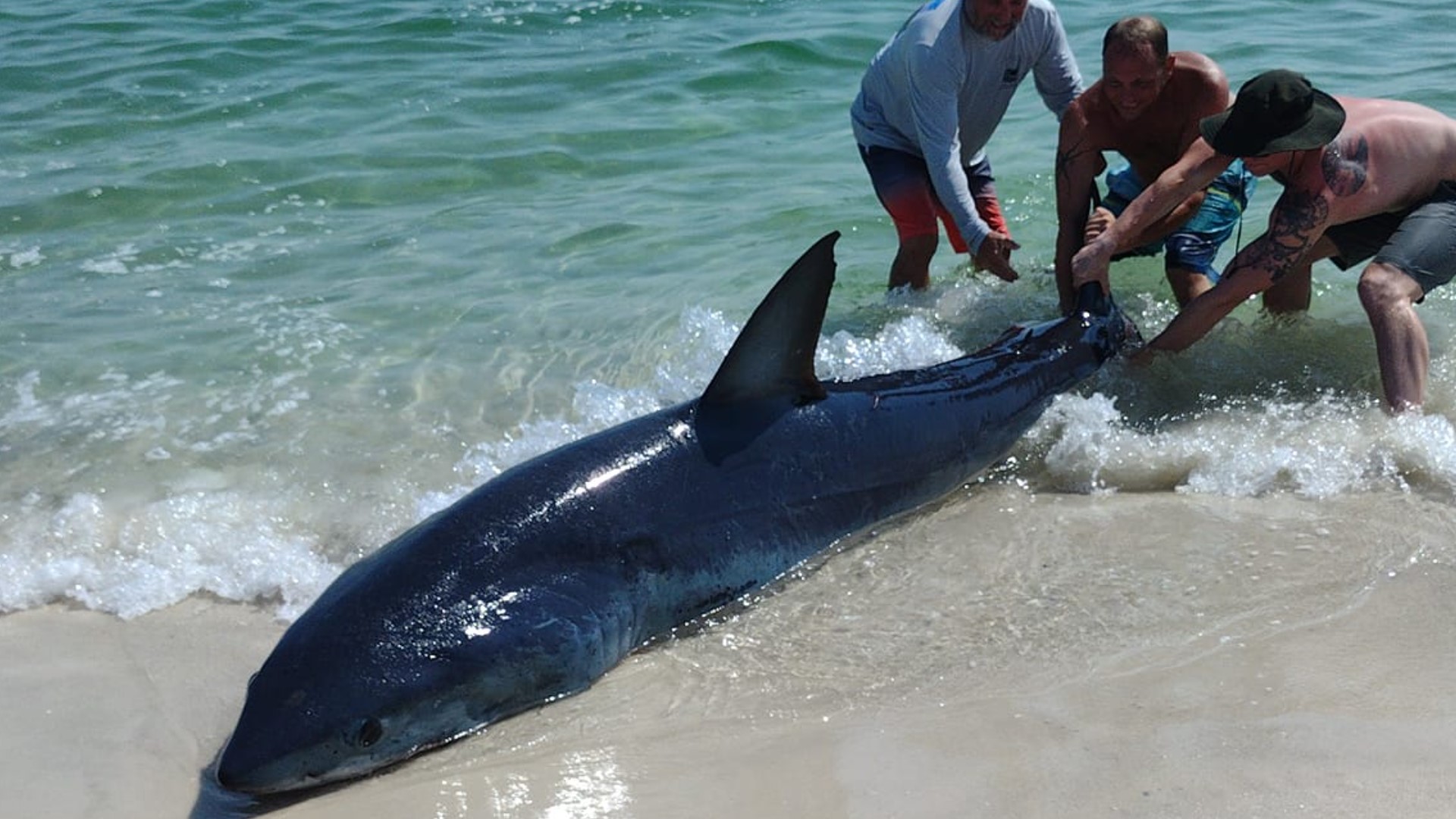Beachgoers put shark back into water