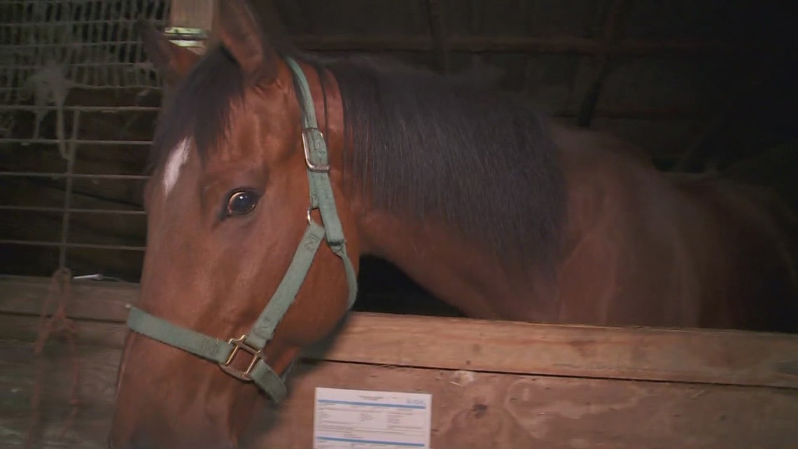 New Orleans wellness program uses horses to help people slow down and reconnect