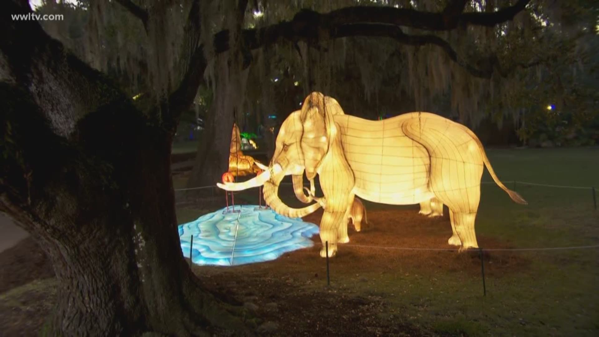 Audubon Zoo Lights is scheduled to run from Nov. 23, the Friday after Thanksgiving, through Dec. 30 and will be open to the public for a $15 admission fee, which will be discounted to $10 for Audubon members.