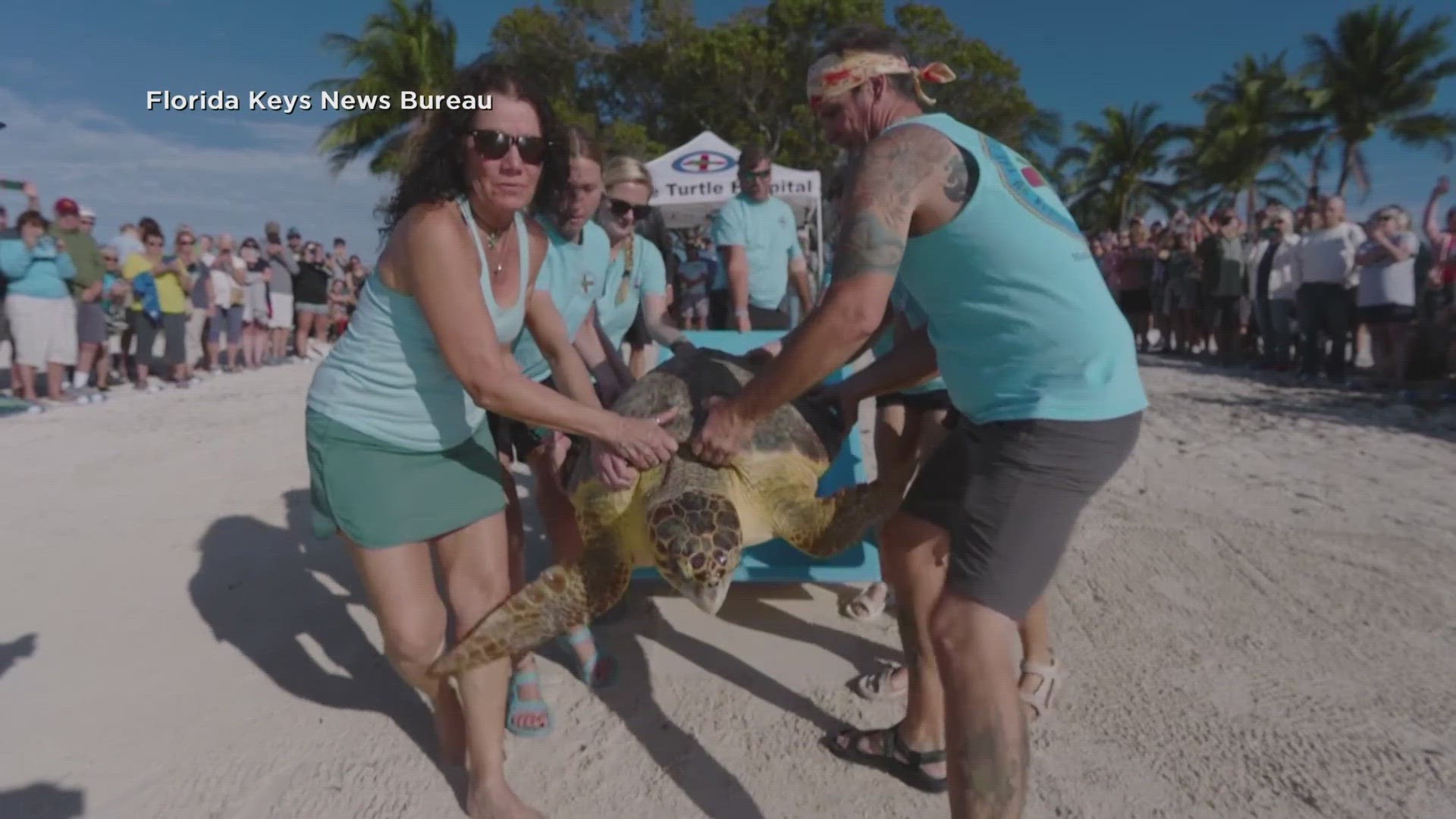 Turtle Thursday Rescued sea turtle 'Ida' released off Florida Keys | wwltv.com