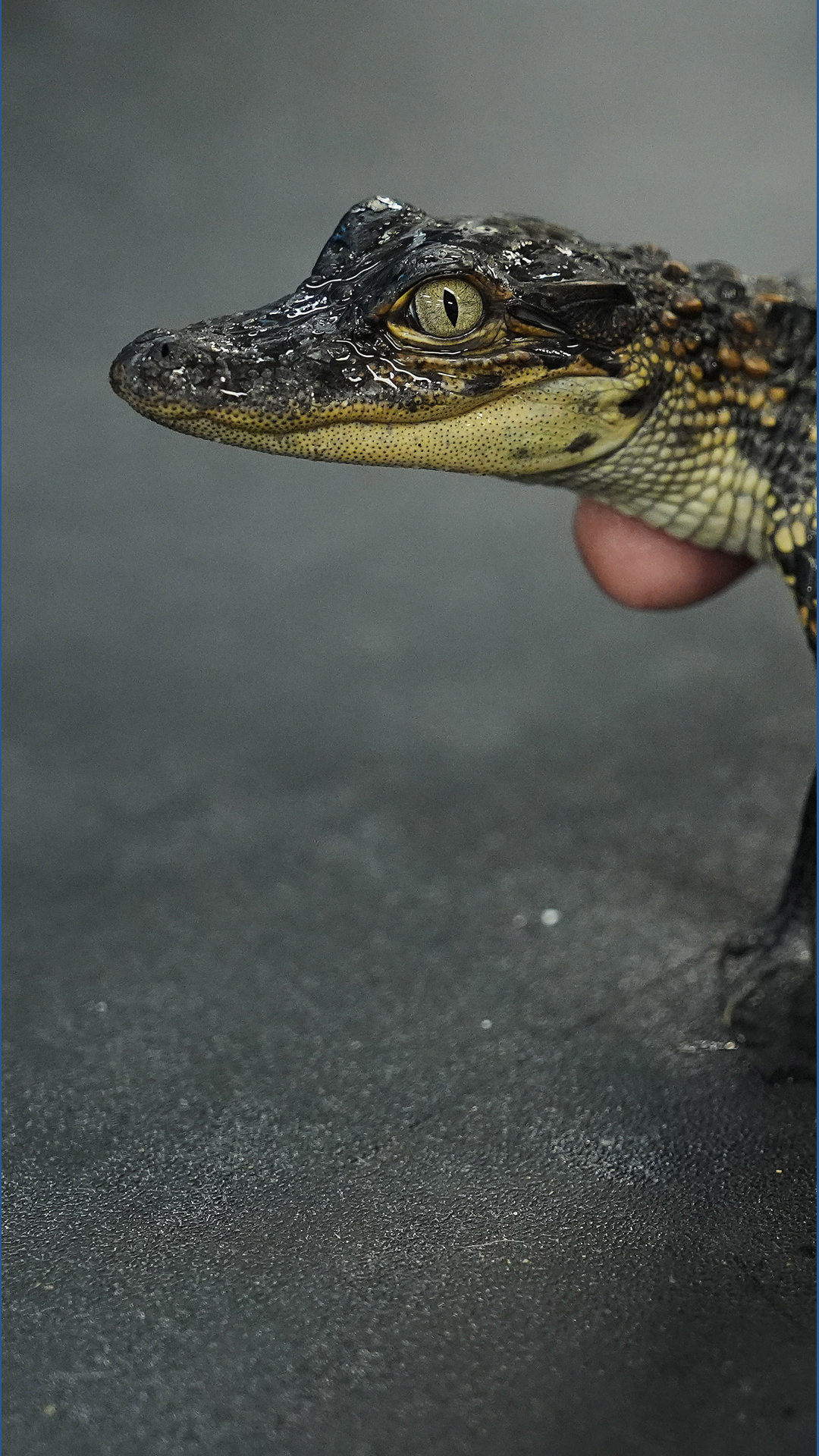 Alligator