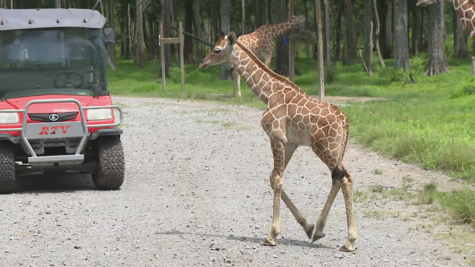 After 15 months of anticipation, a newborn giraffe marks a major milestone in conservation efforts