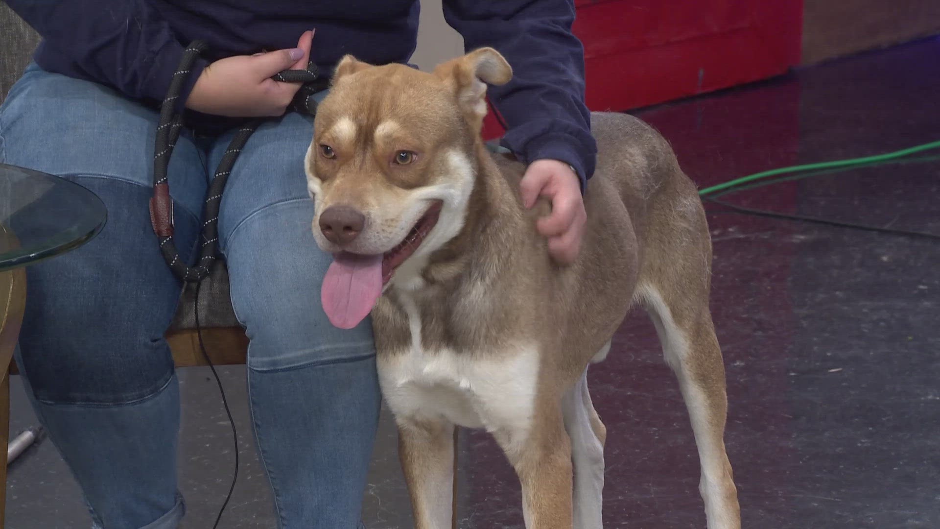 The Louisiana SPCA explains how animal control helps the community and how to handle dangerous situations with animals. Plus, Charles is looking for a loving home!
