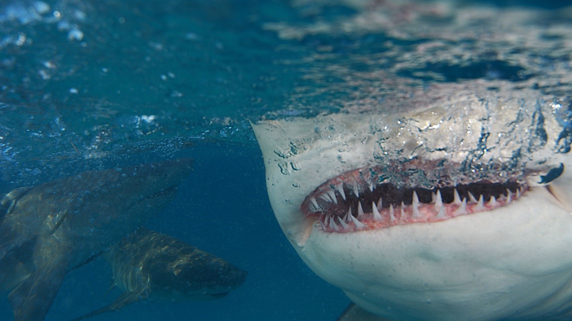 More shark attacks happen during fuller moon phases, LSU researchers say - Vimarsana News