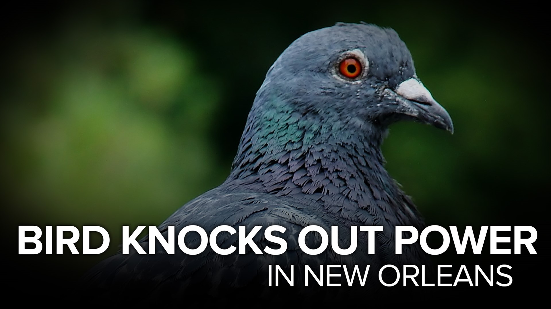 Entergy is blaming a bird for the big power outage in New Orleans Wednesday.