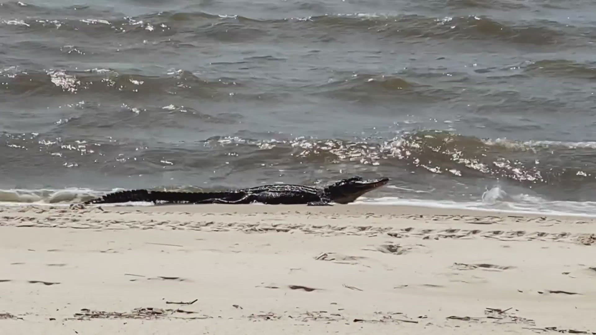 Saturday, visitors in Waveland shared the beach with an unusual visitor: a six-to-seven-foot alligator.