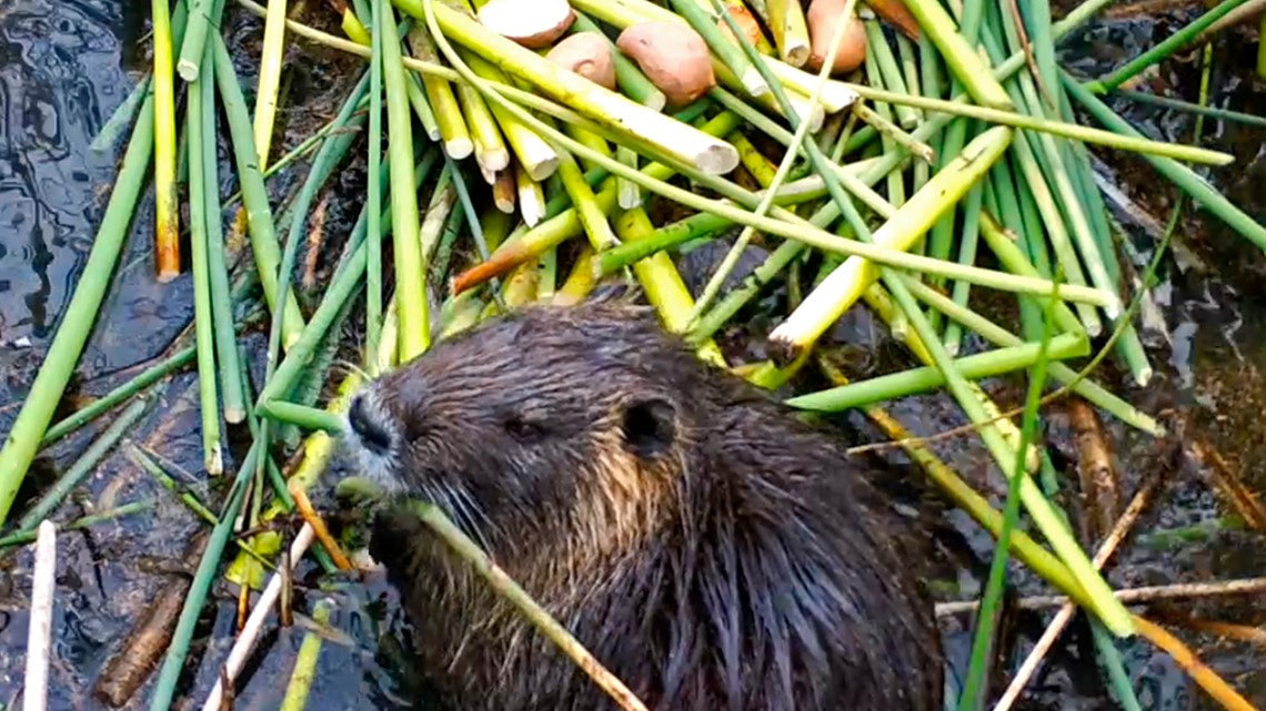 Nutria are invading California's farm region