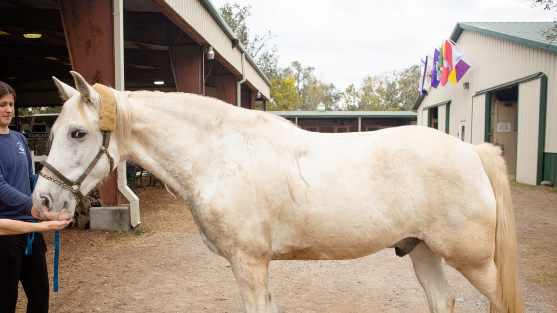 Horses available for adoption after Mardi Gras - Vimarsana News