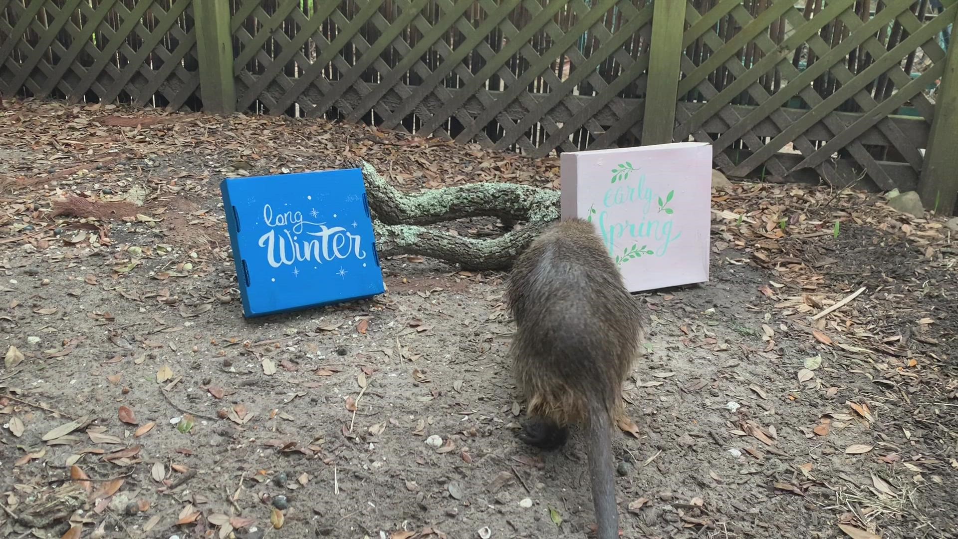 She's disagreeing with her rodent friend in Pennsylvania