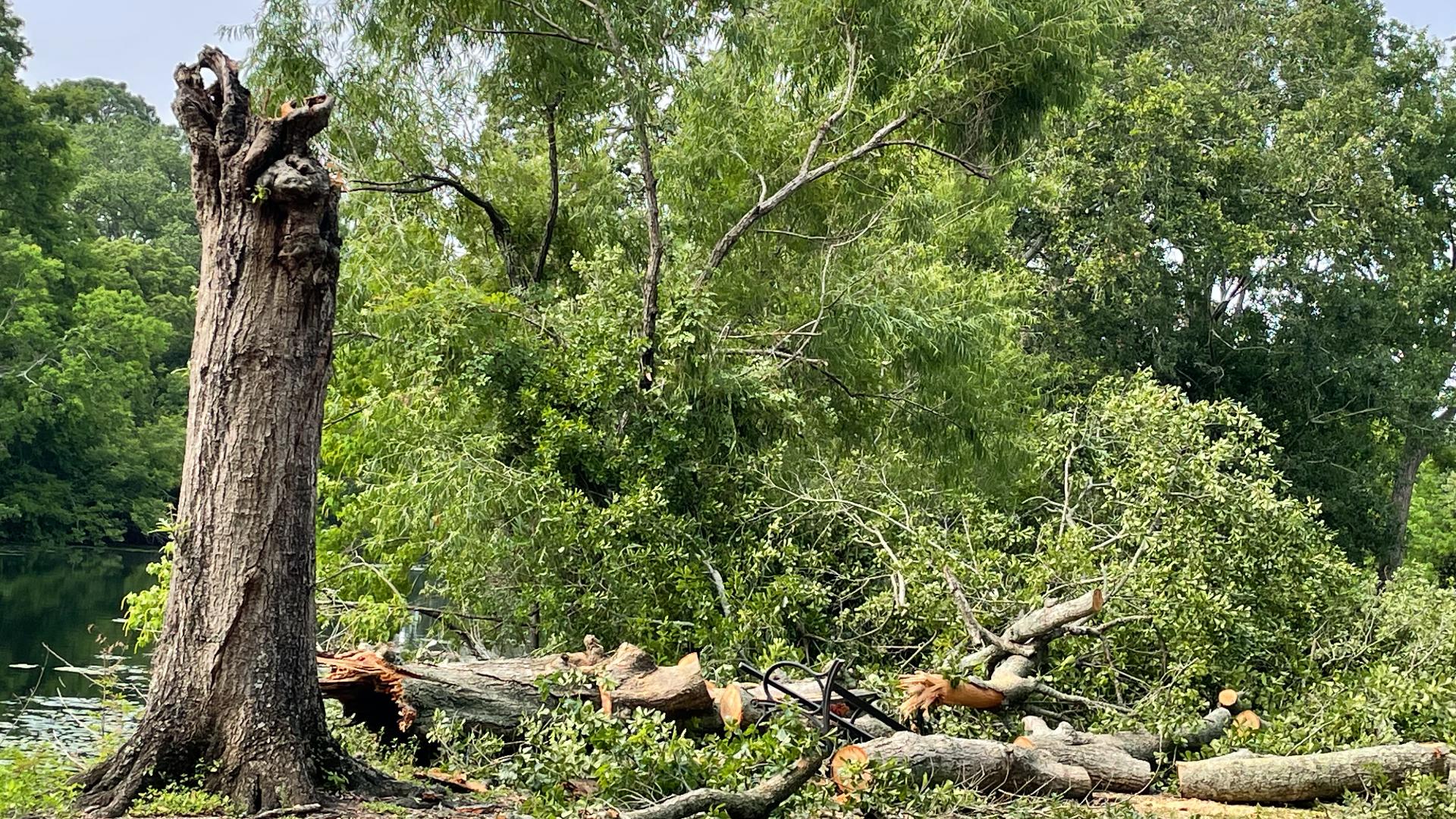 Winds Tree Risk Videos, images show tropical storm level winds, tree damage | wwltv.com
