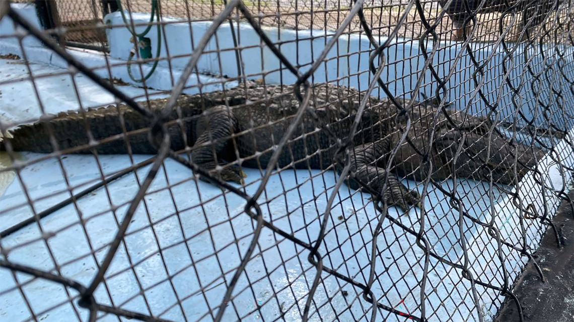 Ponchatoula gator being moved from viewing space after 65 years