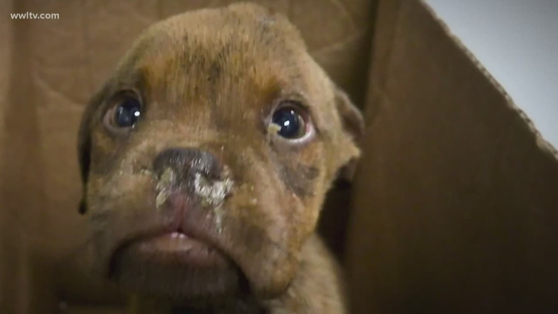 Two dying puppies were saved by a stranger and now have forever homes.