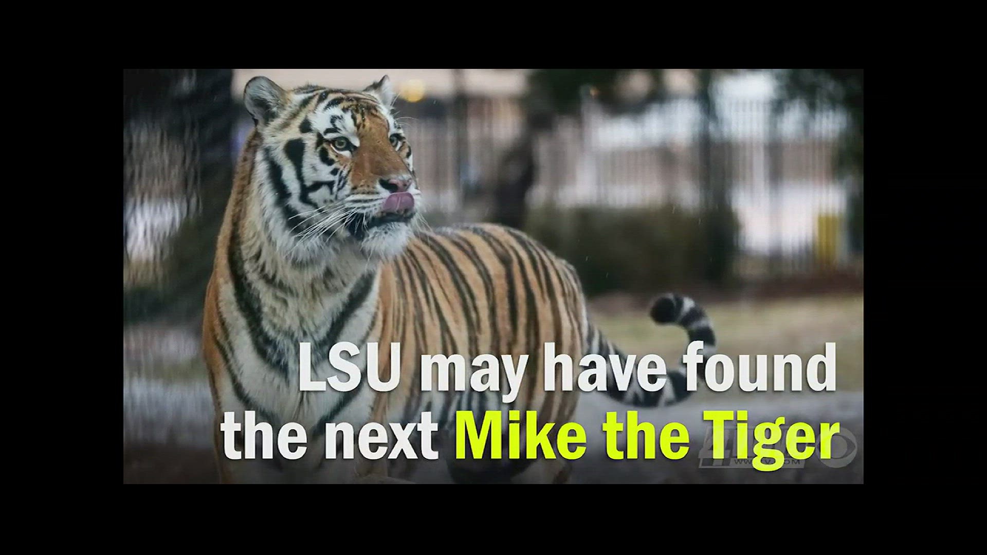 Did LSU find it's next live mascot? Meet the 11-month-old tiger cub that could take up residency at LSU.