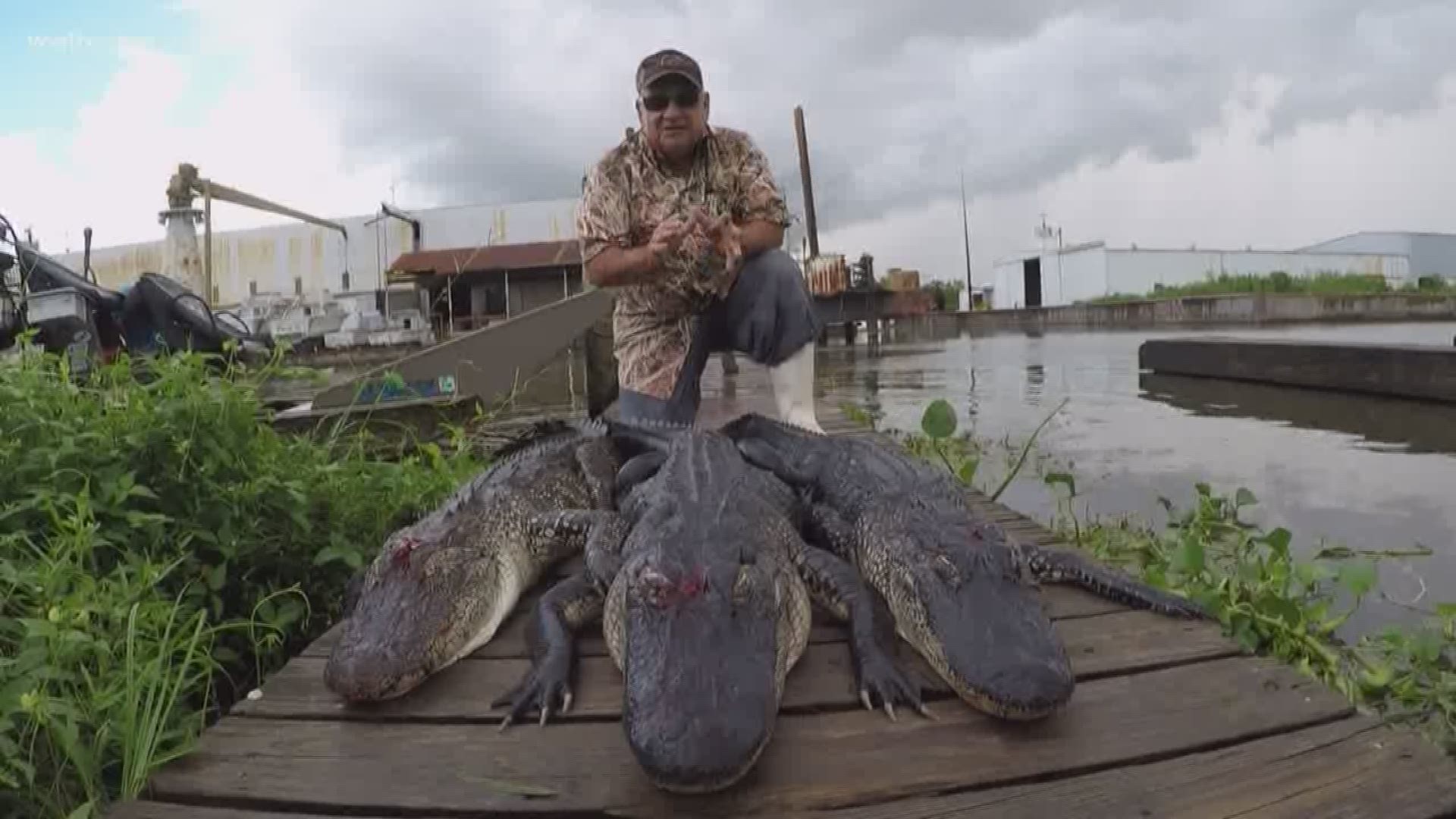 Each year, gator hunters get 30 days to fill their tags, so knowing where to go and how to hunt them is crucial.