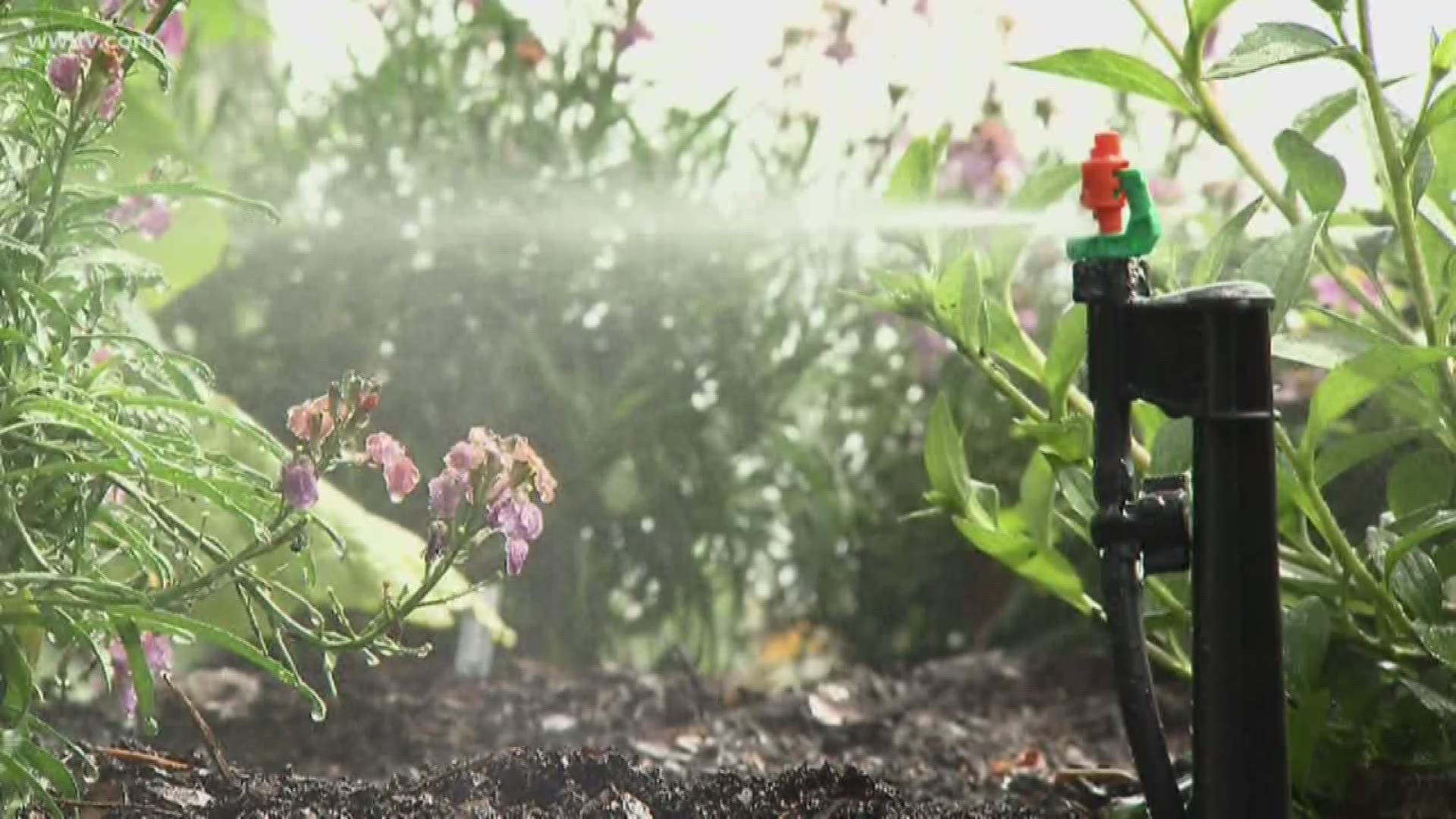 LSU Ag Center Horticulturist Heather Kirk Ballard has everything you need to keep your garden watered and thriving after installing your own irrigation kit.