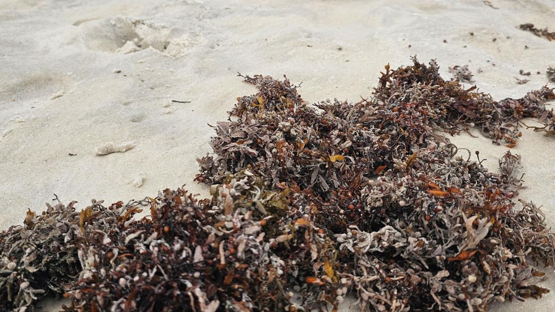 Massive seaweed bloom expected to worsen along Gulf Coast beaches this summer
