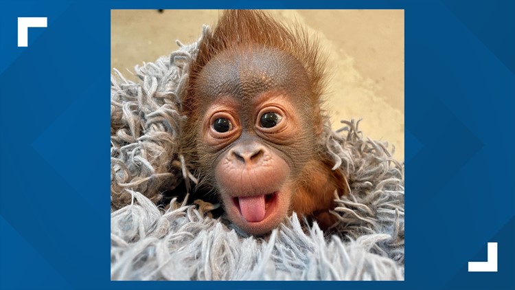 Audubon Zoo names infant orangutan