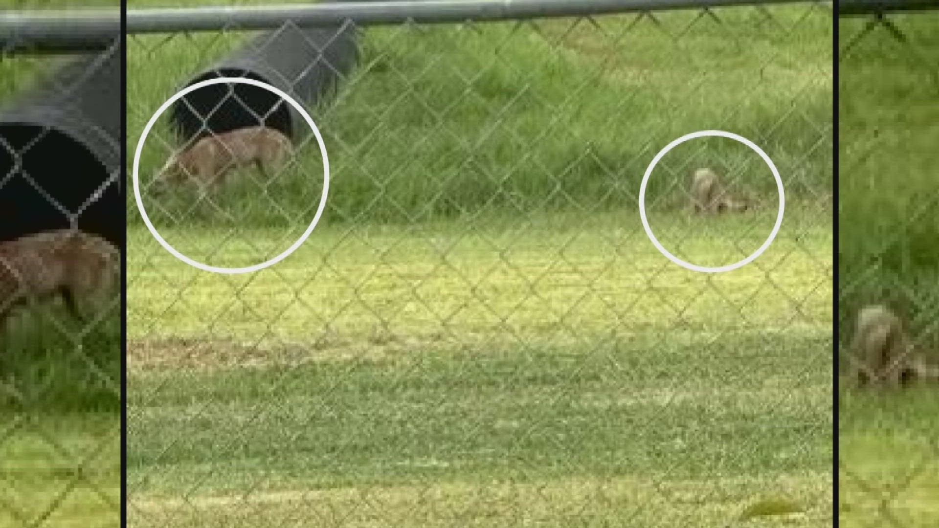 The coyotes in some neighborhoods on the east and west banks of Jefferson Parish have been making themselves seen and feeding on area cats, according to neighbors.