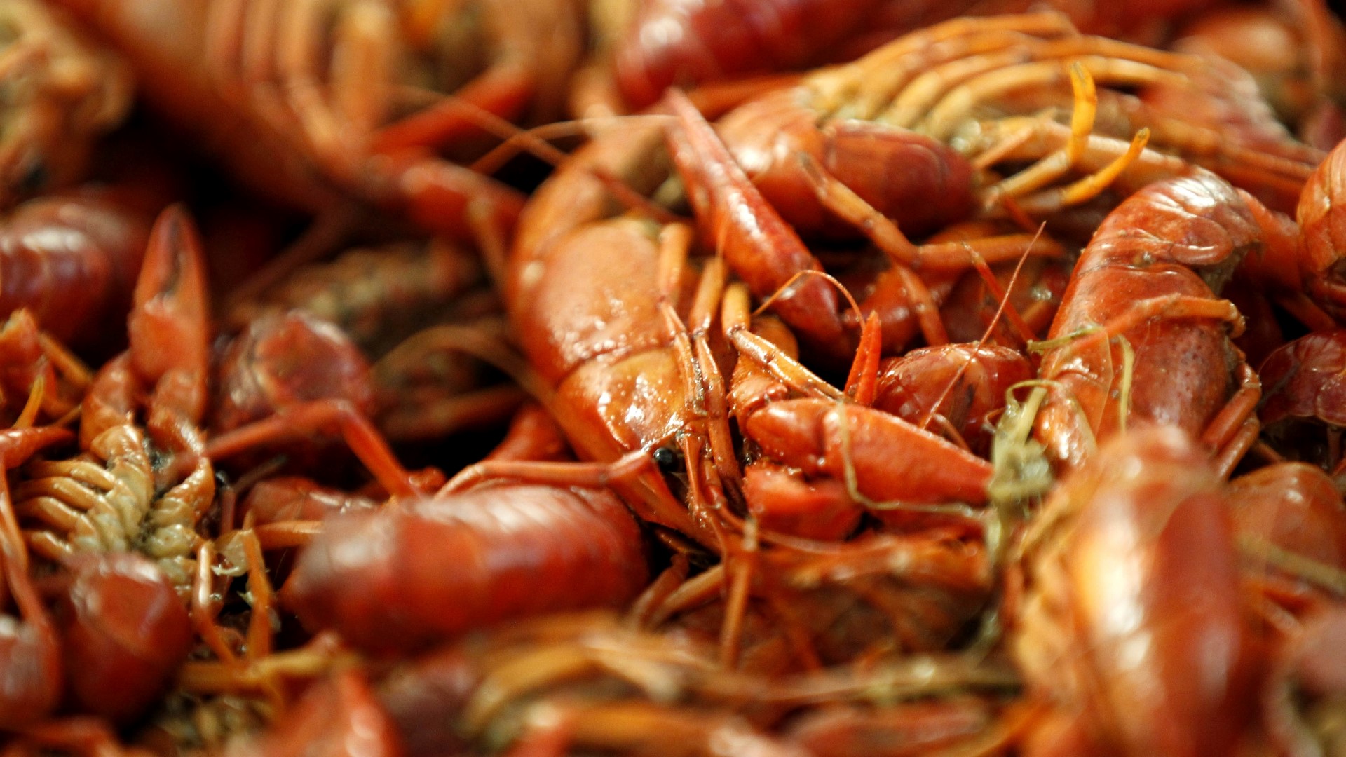 Local shops and restaurants are seeing the crawfish supply go up after a tough– and expensive– start to the season. They still have a lot of catching up to do.
