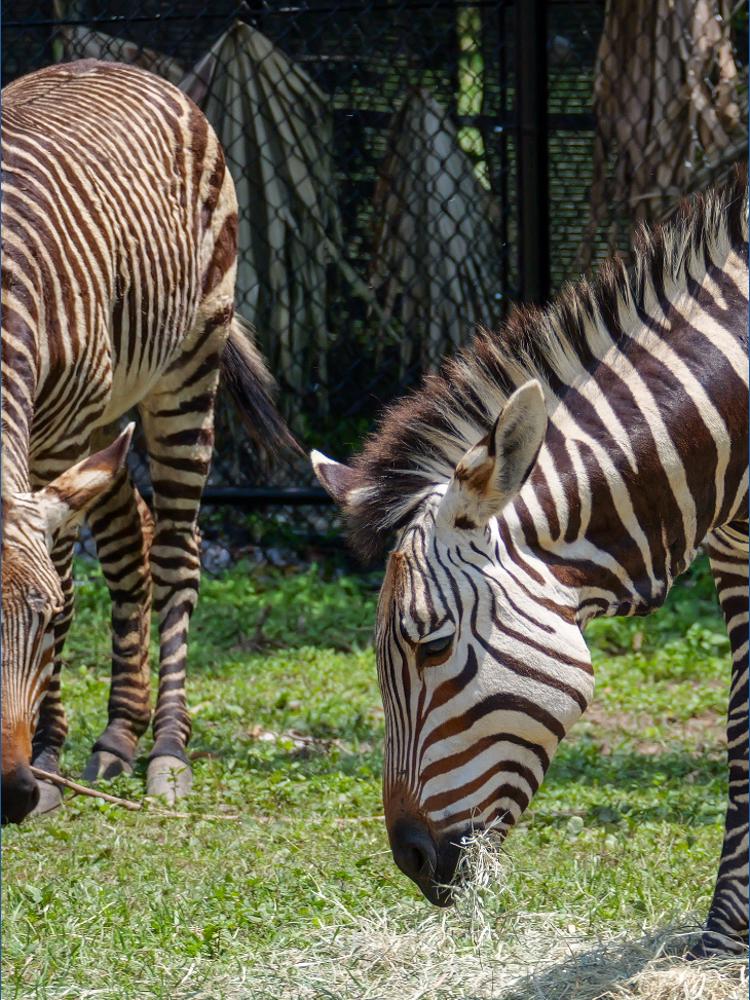 Rare zebra species arrives at Audubon Zoo in New Orleans | wwltv.com