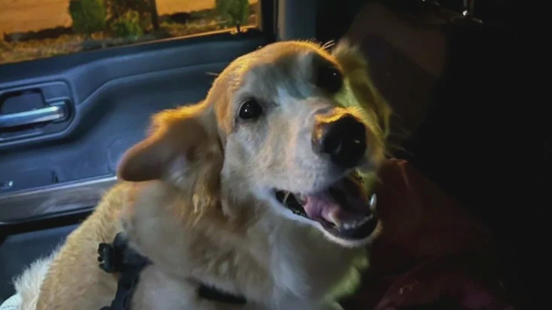 A disabled dog was taken in a stolen truck but has been reunited with his owner after thieves threw him from vehicle.