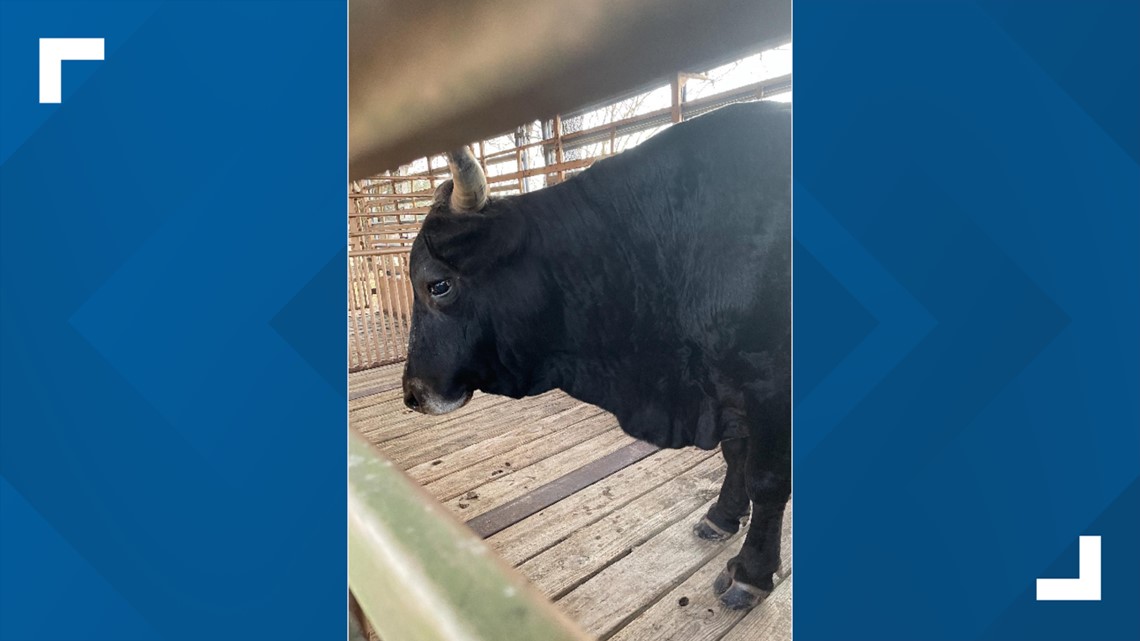 Louisiana sheriff's deputy trampled, gored in leg by bull - Vimarsana News