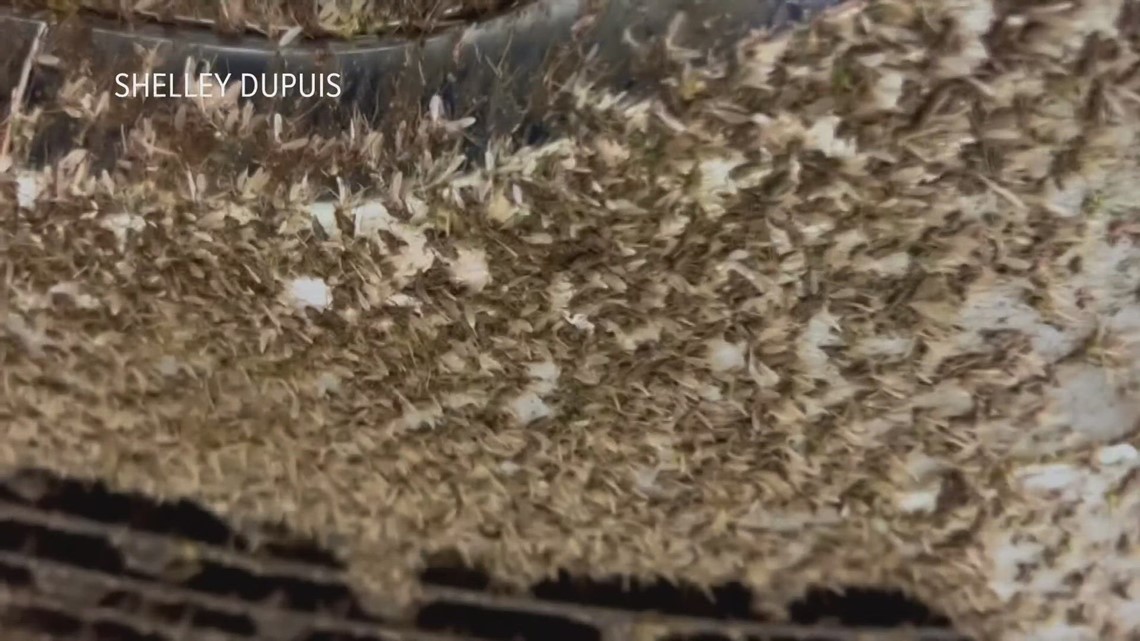 Millions of bugs smashing onto windshields, grills on cars crossing