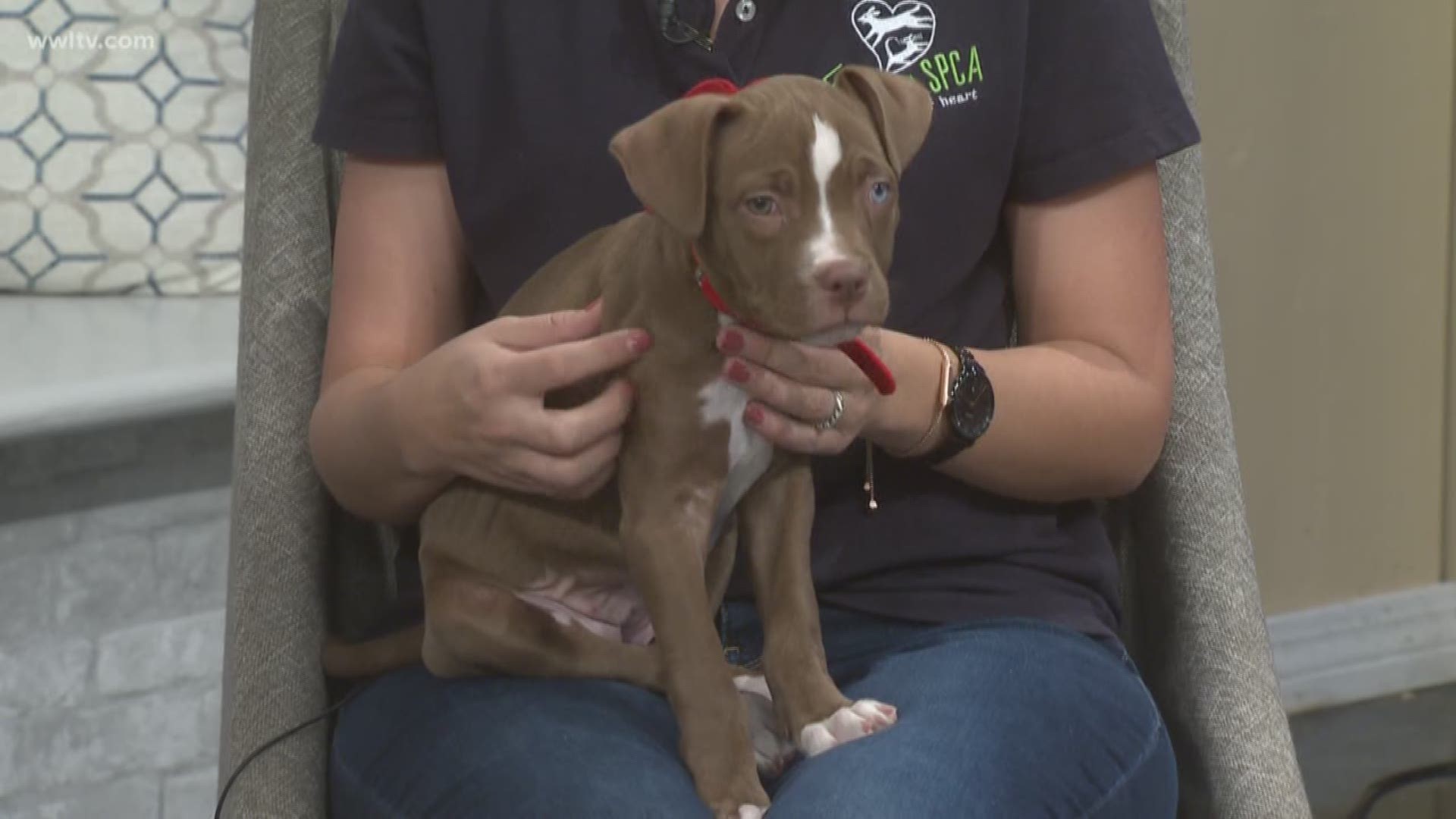 The LASPCA is getting some well deserving pets great homes this weekend for a great price.