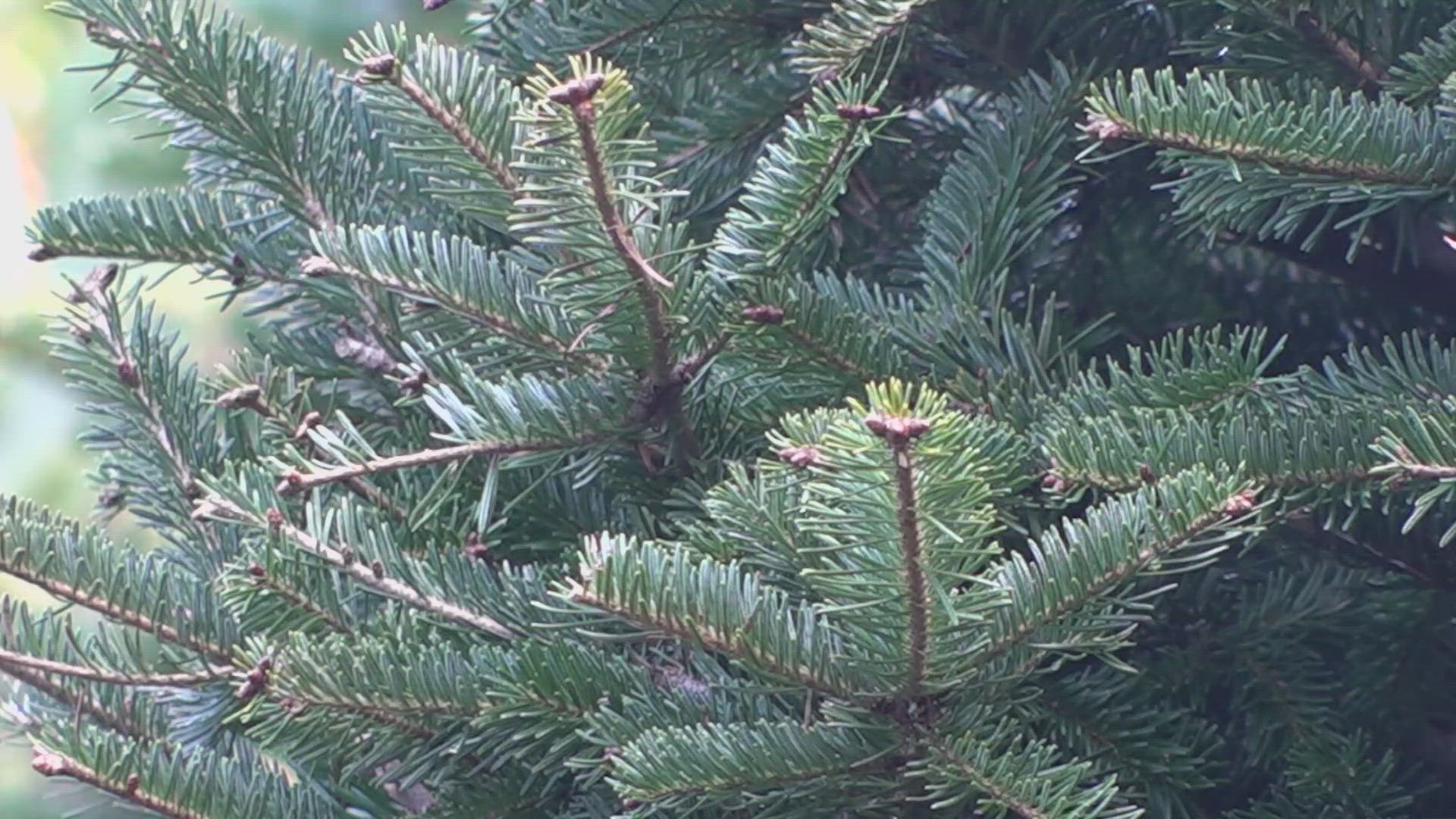 And with Christmas seven days away, the holiday spirit is alive and well. As Eleanor Tabone explains unsold Christmas trees are being donated to those in need.