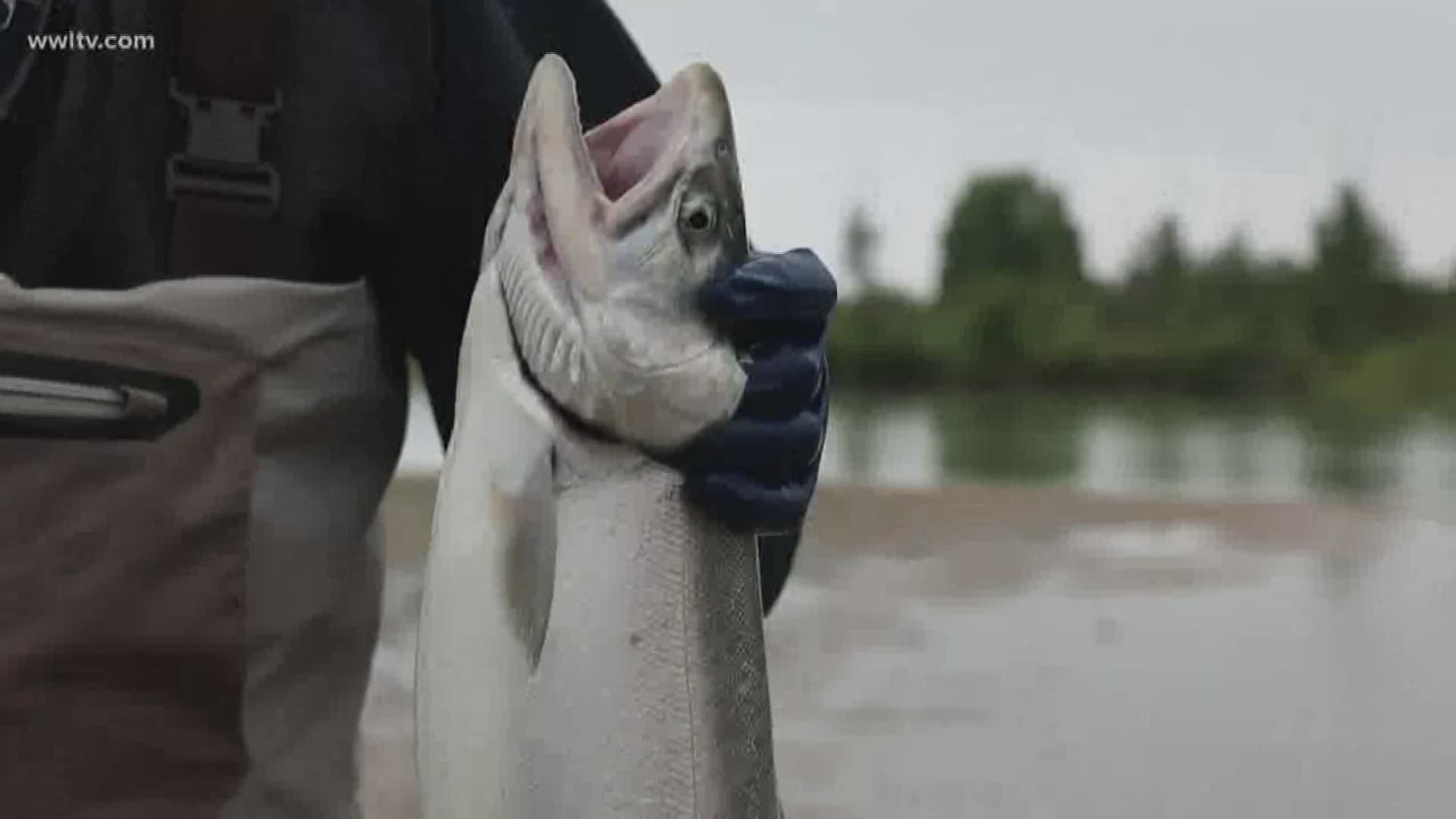 For more than a decade, Don Dubuc has led anglers to Alaska's Kenai Peninsula for salmon fishing