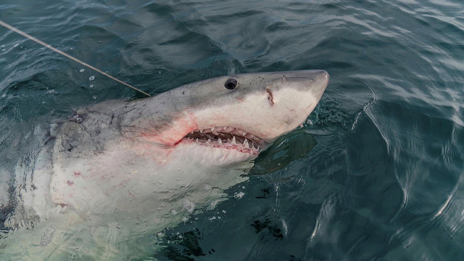 A 14-foot Great White shark named LeeBeth has traveled more than 2,000 miles into the western Gulf of Mexico since she was first tagged off South Carolina.