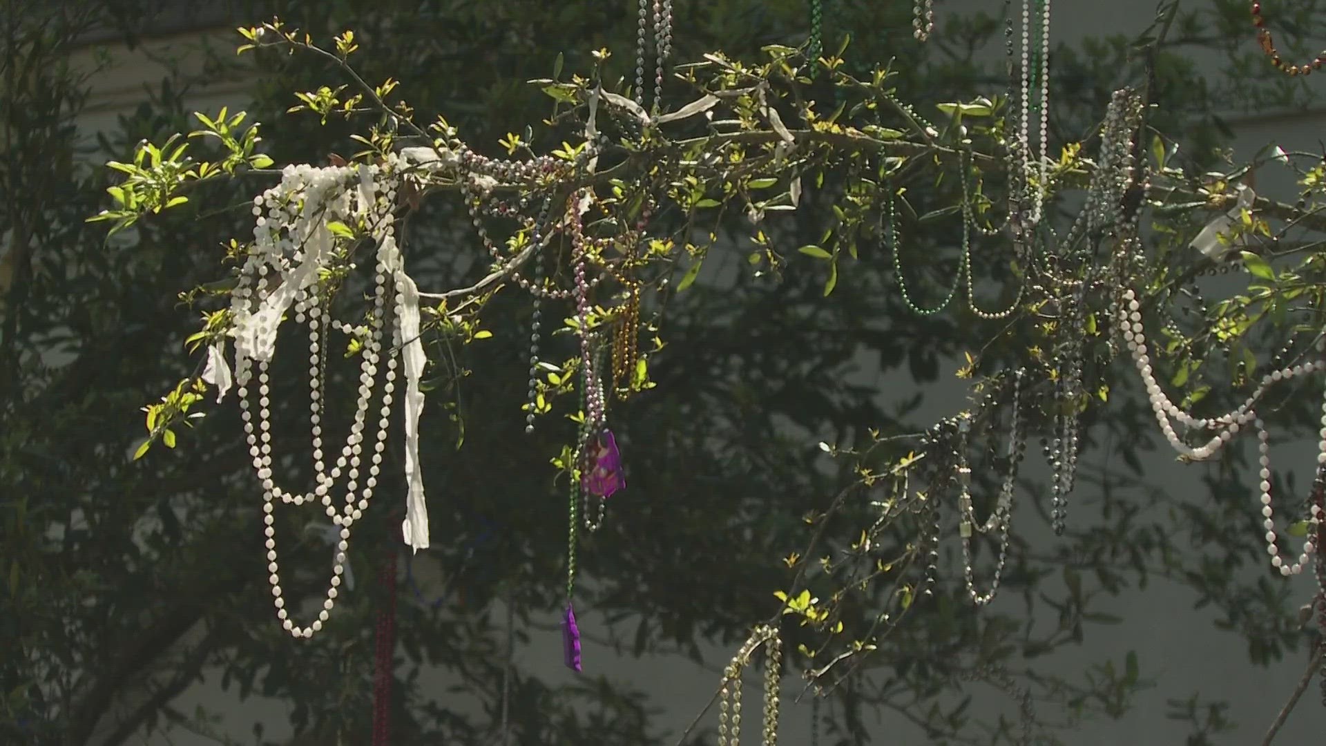 There may be toilet paper remnants and beads in the trees on St. Charles Avenue and some other popular parading streets.