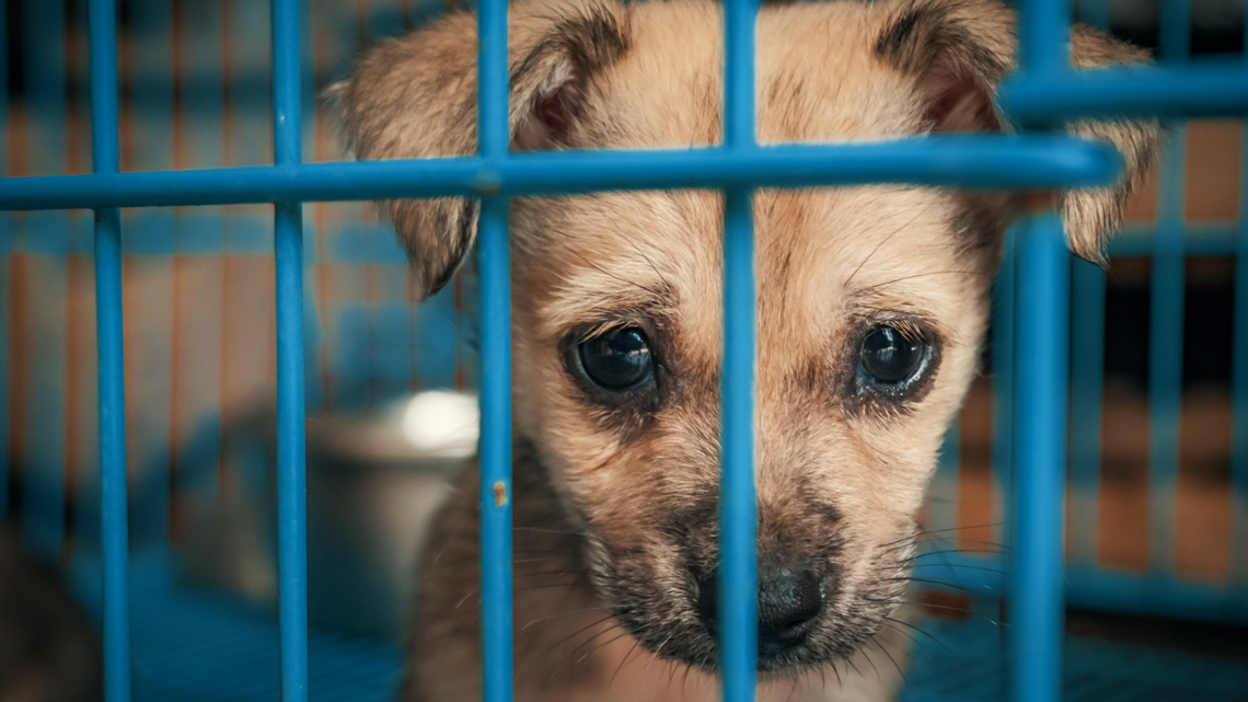 St. Tammany animal shelter in 'Mayday status,' warns some dogs face euthanasia risk