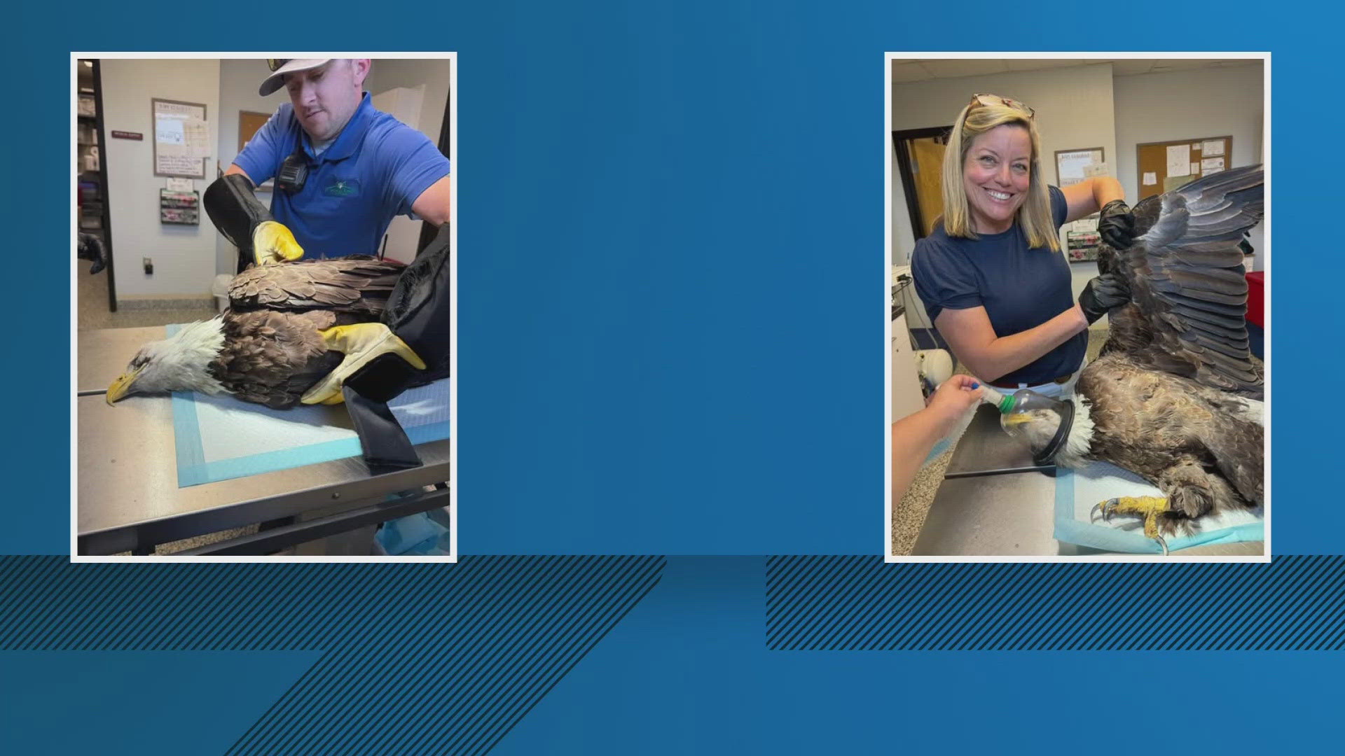 Injured bald eagle undergoes surgery at LSU Veterinary School of ...