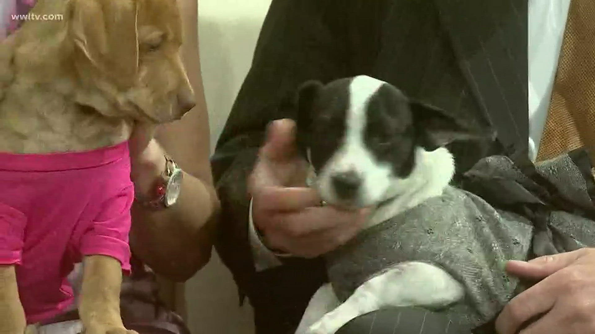 Puppies available for adoption at LASPCA