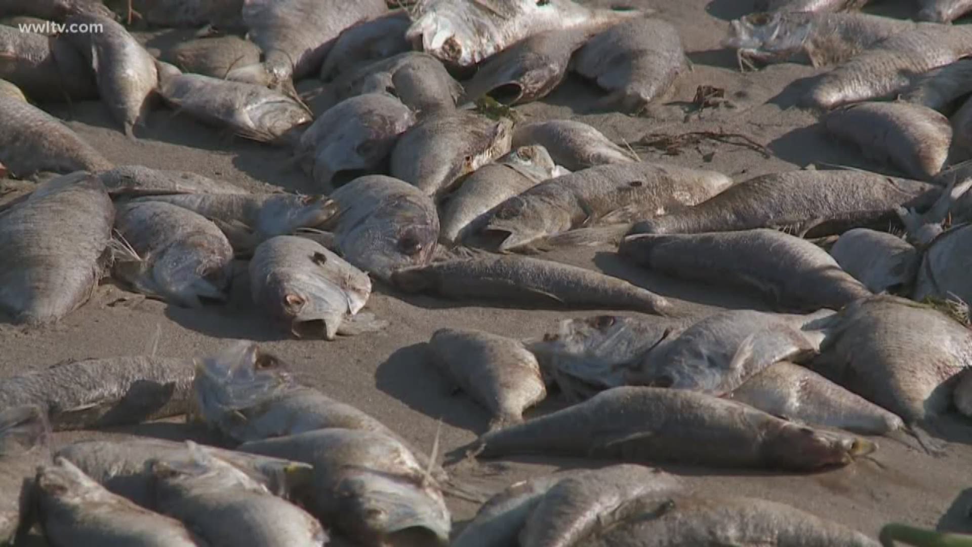 Katie Steiner explains how Tulane University is giving $1 million to the team that solves the fish kill problem.