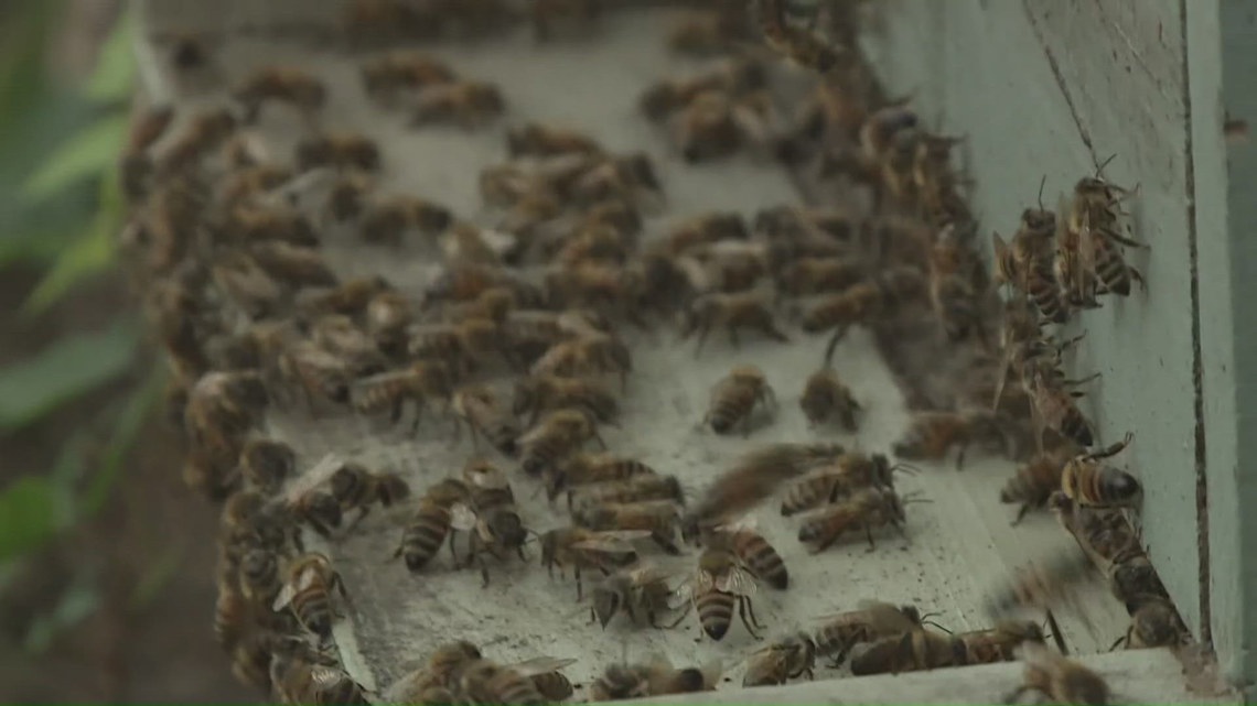 Thousands of honeybees swarmed downtown New Orleans. Here's why