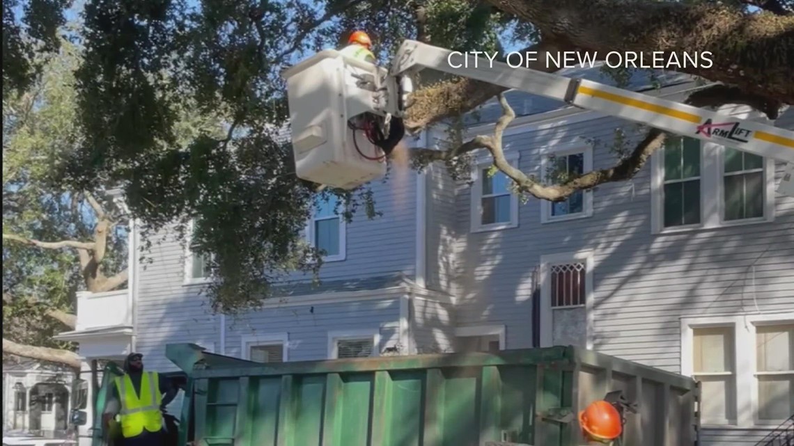 Oaktree limb cut down after two floats run into it on Magazine St. this weekend - Vimarsana News