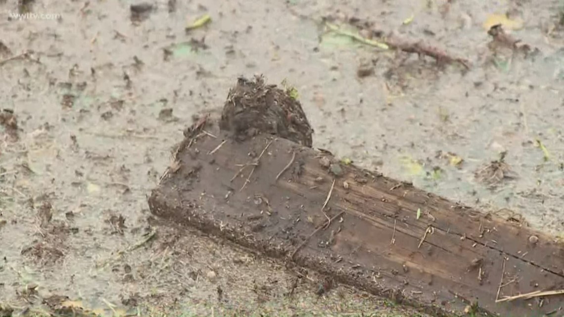 Tropical Storm Barry Field mouse hitches a ride on floating wood