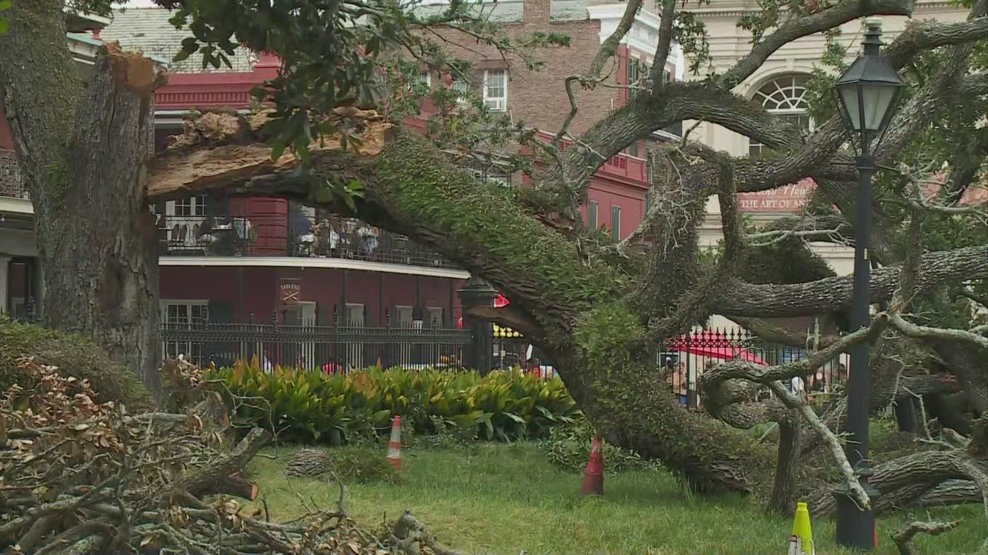 A large tree snapped in Jackson Square on Friday, critically injuring a teen who was rushed to the hospital.