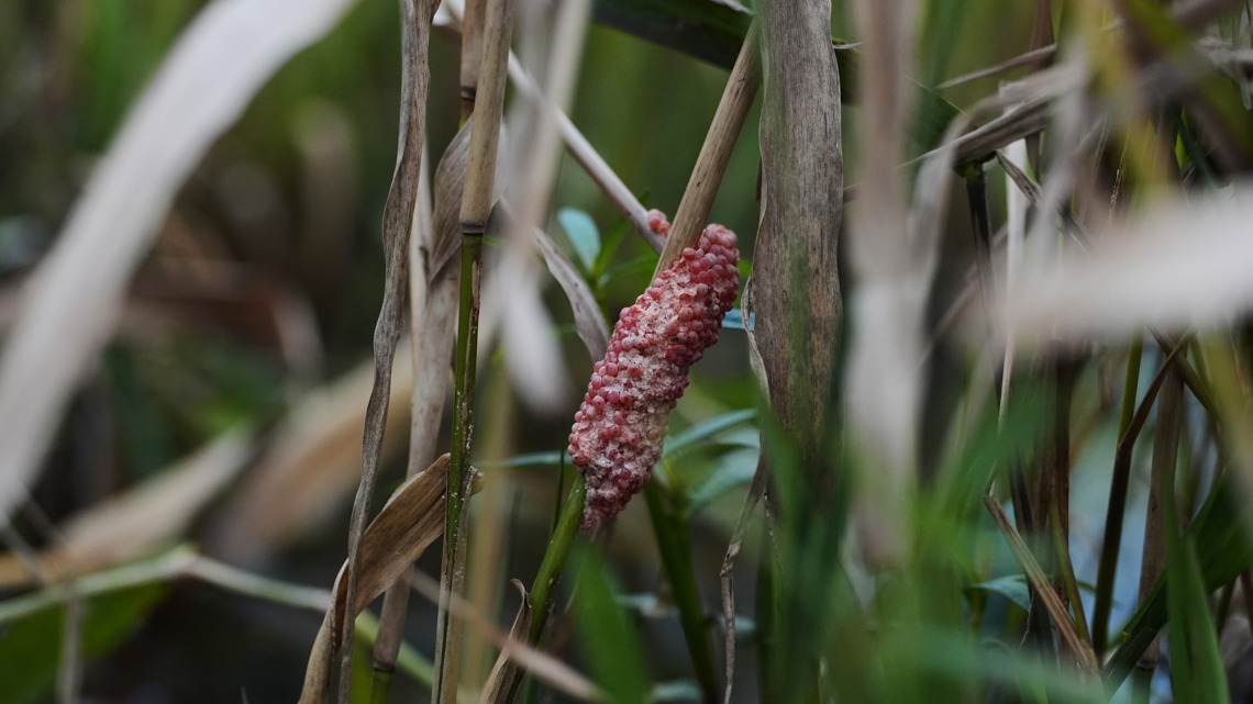 Giant snails and tiny insects threaten Louisiana's rice and crawfish farms
