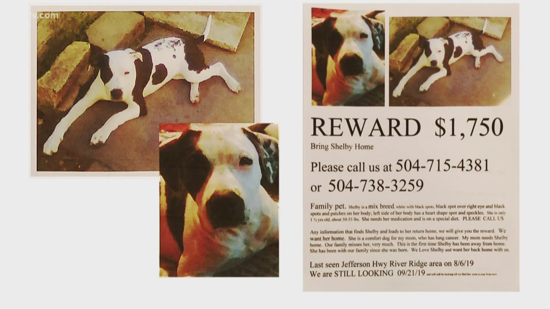 Instead of resting in her home, Barbara Barrosse is using what little strength she has left, putting up fliers and looking for her lost dog Shelby.