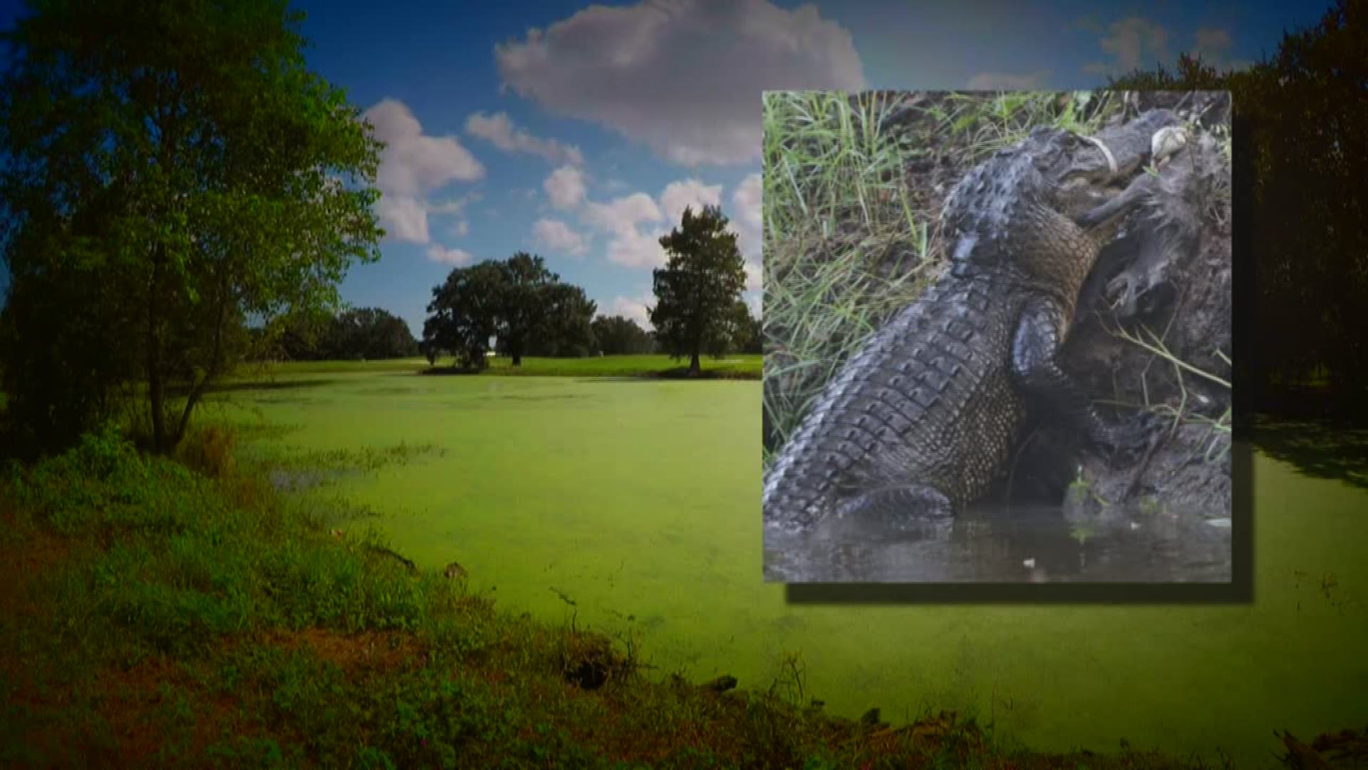 Alligator spotted at City Park lagoon 