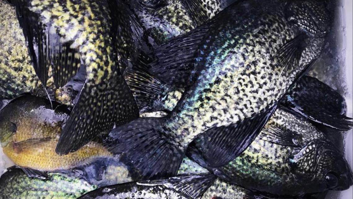 Wildlife agents cite Louisiana man accused of taking 102 freshwater fish in Rapides Parish