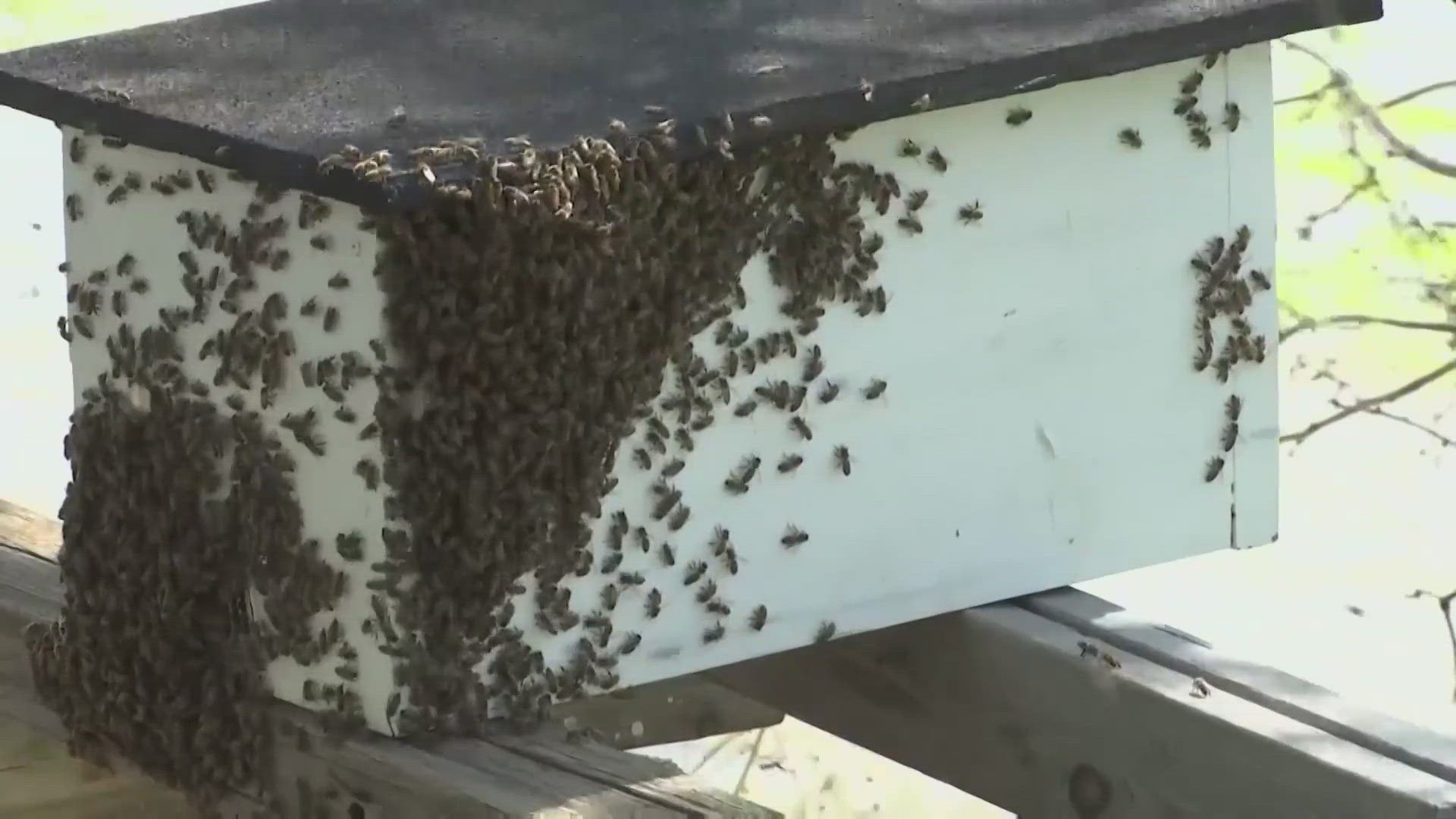 The bees have been spotted in 13 states. 