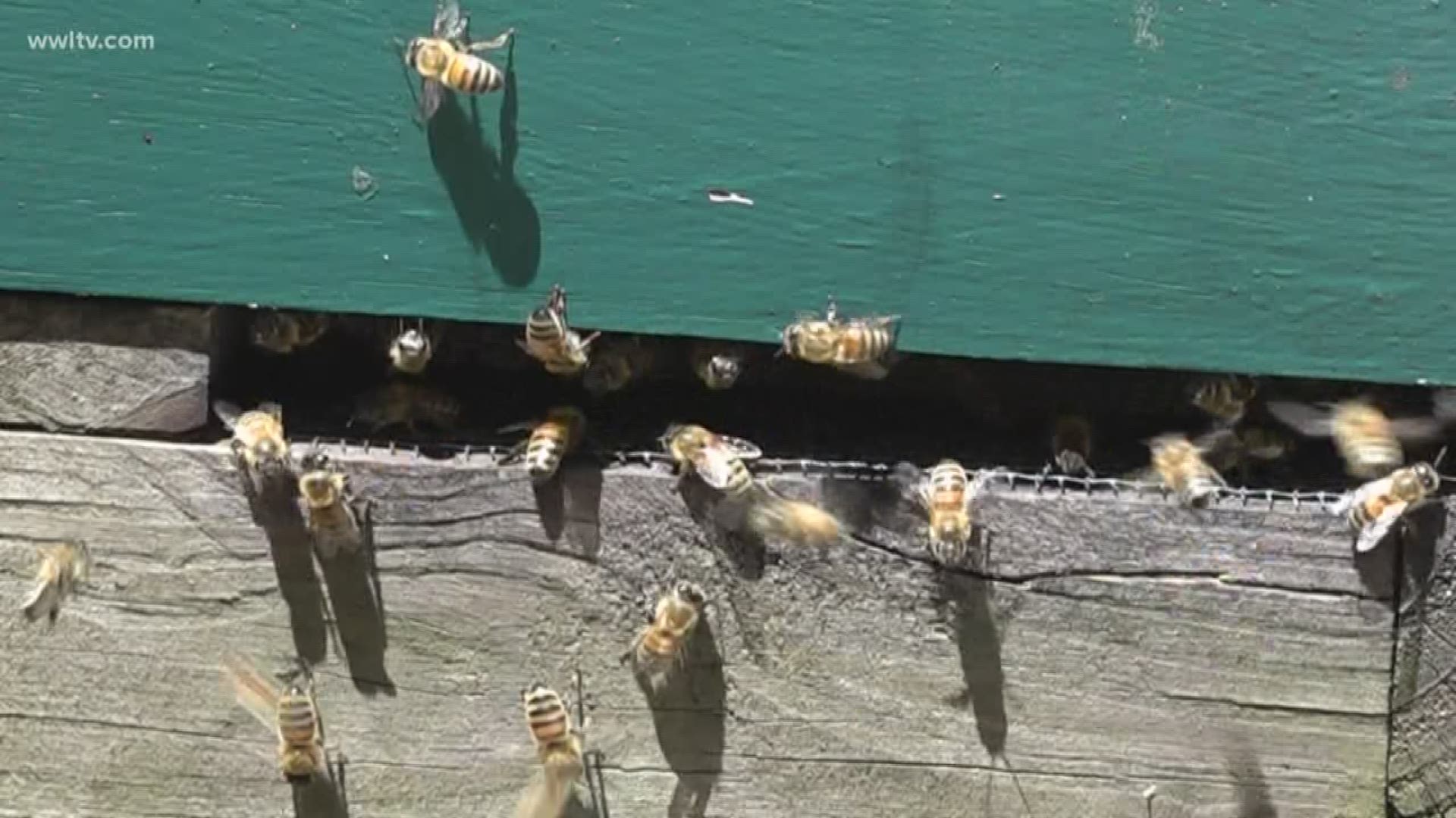 It's a sticky situation on the Northshore after a beekeeper realized his bees were missing.