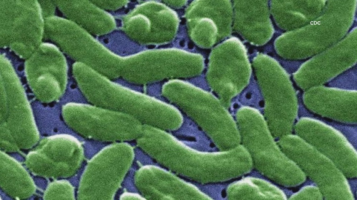 Two more dead after Louisiana oysters linked to flesh-eating bacteria - wwltv.com