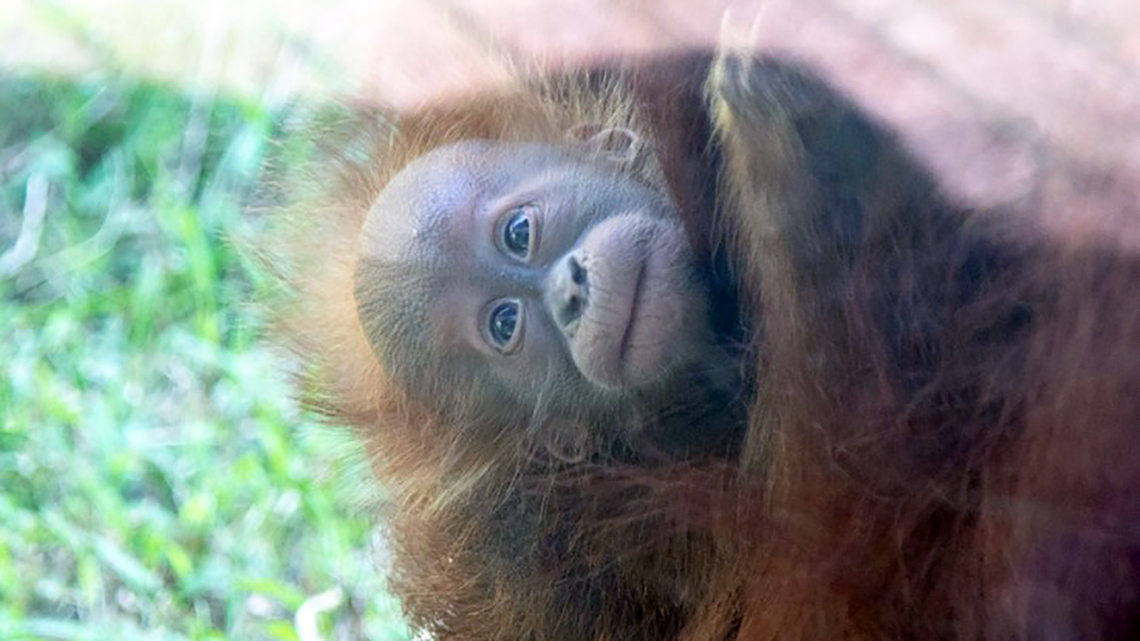 Meet Bulan Baby orangutan  makes first appearance  at 