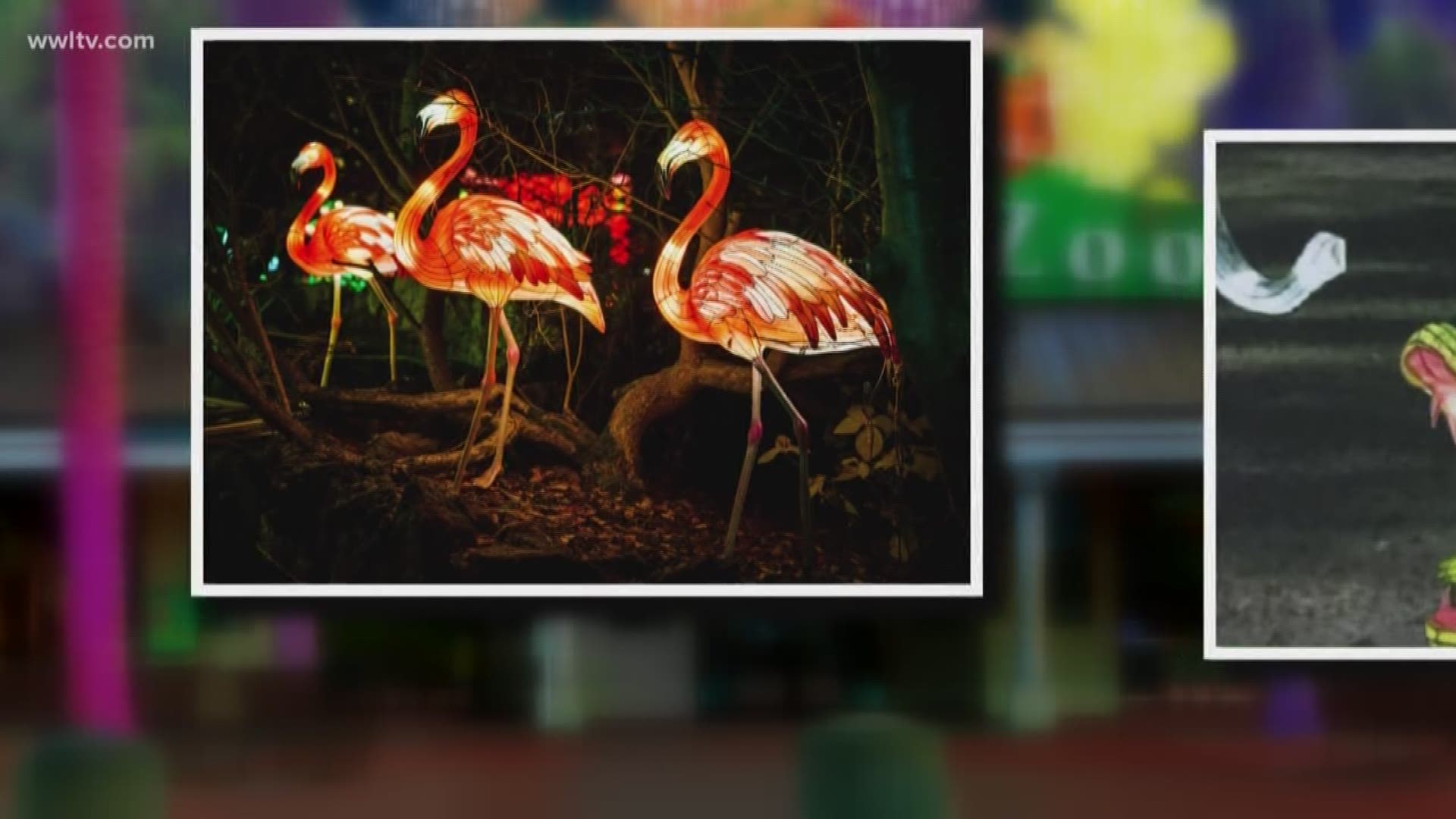 Audubon Zoo unveils new Christmas tradition