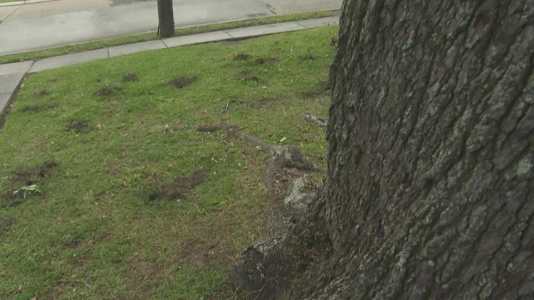 Holy Moly! Old Jefferson resident left wondering what made holes across her yard
